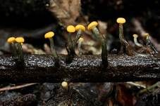 Abgestutztes Fadenscheibchen, Foto 34