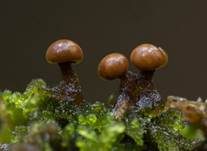 Abgestutztes Fadenscheibchen, Foto 38