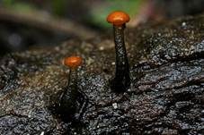 Abgestutztes Fadenscheibchen, Foto 6