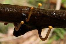 Abgestutztes Fadenscheibchen, Foto 8