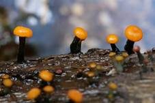 Abgestutztes Fadenscheibchen, Foto 9