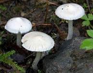 Falber Risspilz, Foto 5