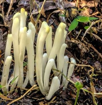 Falbfarbenes Keulchen, Foto 2