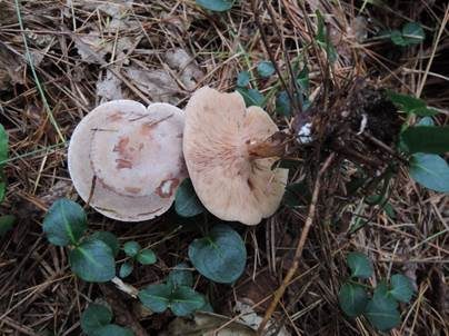 Fälblings-Rötelritterling, Foto 2
