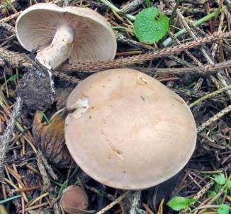 Fälblings-Rötelritterling, Foto 3