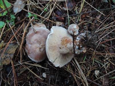 Fälblings-Rötelritterling, Foto 5