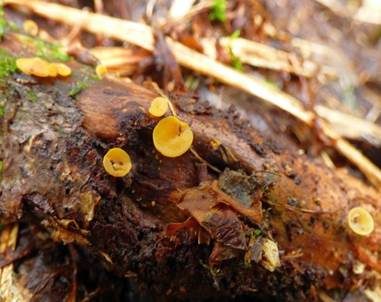 Ast-Stromastielbecherling, Foto 2