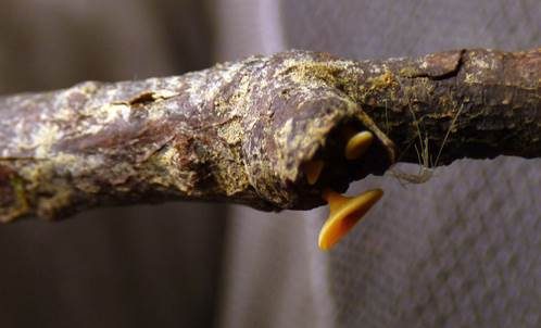 Ast-Stromastielbecherling, Foto 4