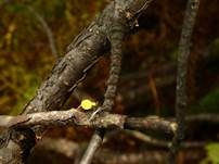 Ast-Stromastielbecherling, Foto 7