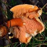 Falscher Pfifferling, Foto 14