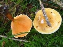 Falscher Pfifferling, Foto 16