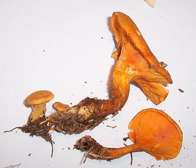 Falscher Pfifferling, Foto 4