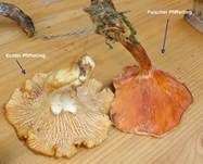Falscher Pfifferling, Foto 30