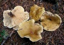 Falscher Pfifferling, Foto 37