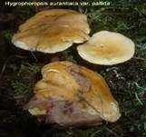 Falscher Pfifferling, Foto 39