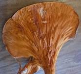 Falscher Pfifferling, Foto 55