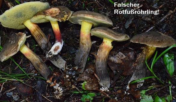 Falscher Rotfußröhrling, Foto 3