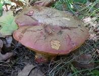 Falscher Satansröhrling, Foto 4