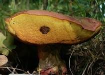Falscher Satansröhrling, Foto 7