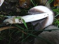 Faltentintling, Foto 14