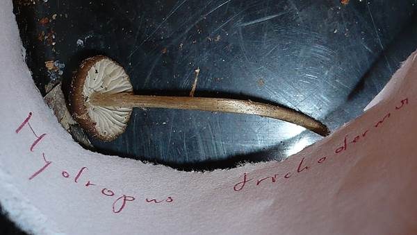 Faltiggerunzelter Wasserfuß, Foto 3