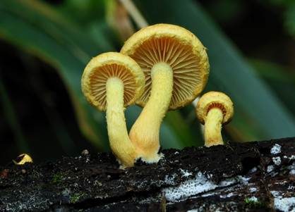Faserschüppling, Foto 3