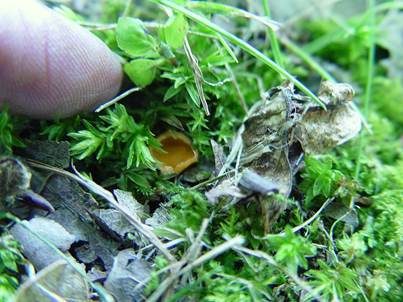 Atrichum-Moosling, Foto 2