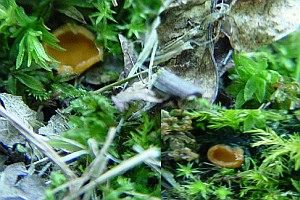 Atrichum-Moosling, Foto 1