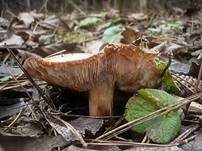 Fastberingter Ritterling, Foto 8
