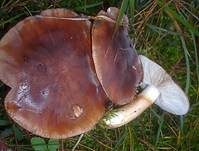 Fastberingter Ritterling, Foto 11