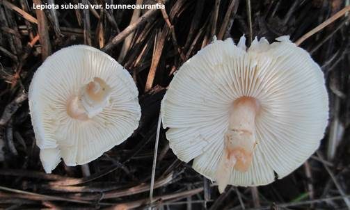 Fastweißer Schirmpilz, Foto 5