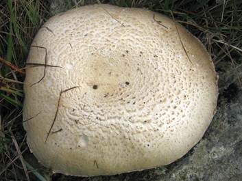 Feinschuppiger Egerling, Foto 2