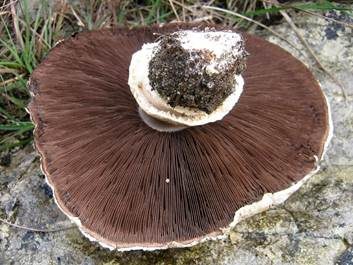 Feinschuppiger Egerling, Foto 3