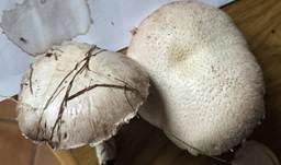 Feinschuppiger Egerling, Foto 11