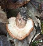 Feinschuppiger Ritterling, Foto 6