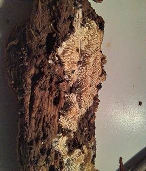 Feinwarziger Rindenpilz, Foto 3