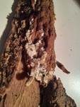 Feinwarziger Rindenpilz, Foto 5