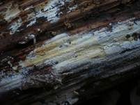 Feinwarziger Rindenpilz, Foto 6