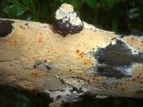 Feinwarziger Zähnchenrindenpilz, Foto 5