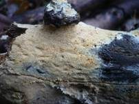 Feinwarziger Zähnchenrindenpilz, Foto 6