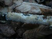 Feinwarziger Zähnchenrindenpilz, Foto 7
