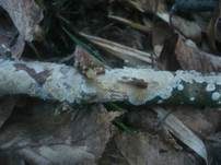 Feinwarziger Zähnchenrindenpilz, Foto 8