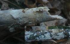 Feinwarziger Zähnchenrindenpilz, Foto 10