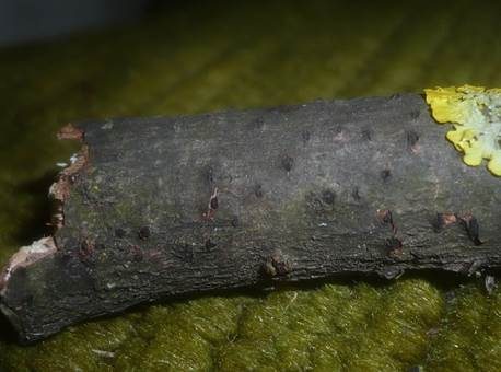 Aufbrechender Kernpilz, Foto 2