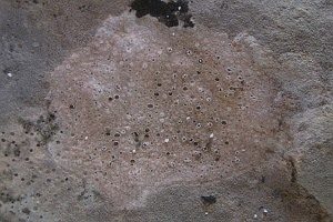 Fels-Strahlflechte, Foto 1