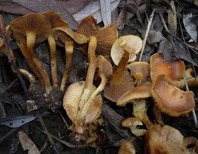Feuchtstellen Schüppling, Foto 5