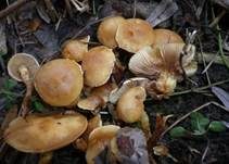 Feuchtstellen Schüppling, Foto 7