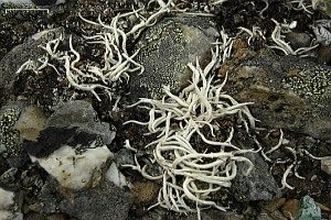 Aufgeblasene Wurmflechte, Foto 1