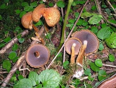 Feuerfarbiger Saumpilz, Foto 2