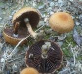 Feuerfarbiger Saumpilz, Foto 10